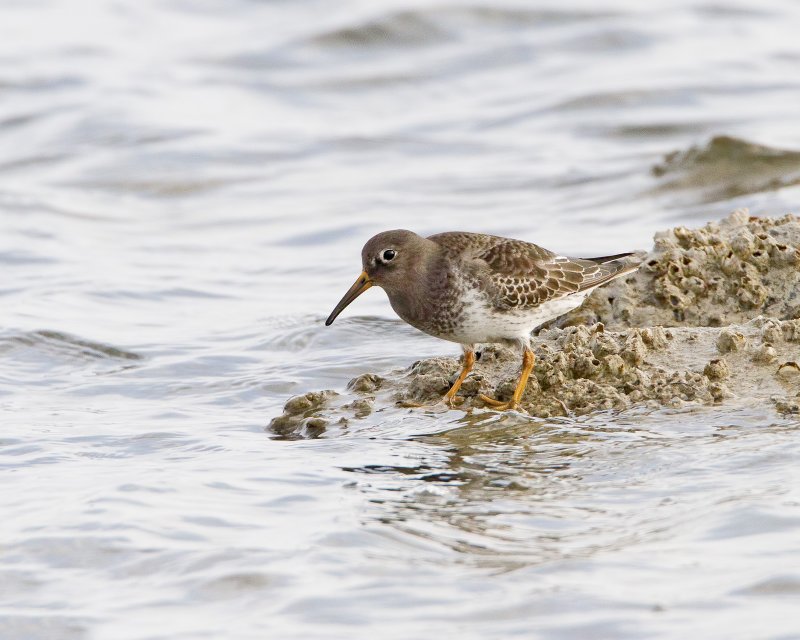 Purple-Sandpiper-120124-090131-36.jpg