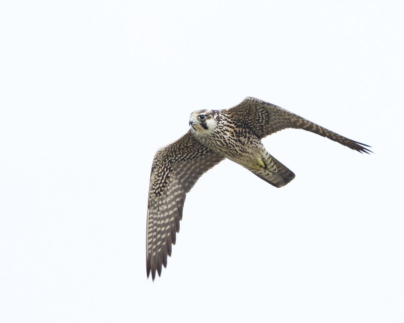 Peregrine_Falcon-120124-104628-05.jpg