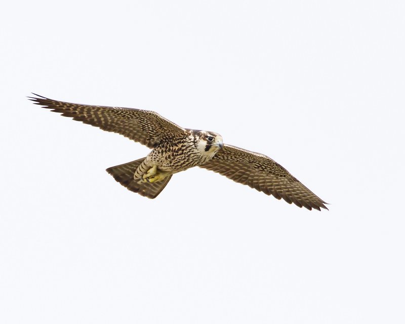 Peregrine_Falcon-120124-104536-00.jpg