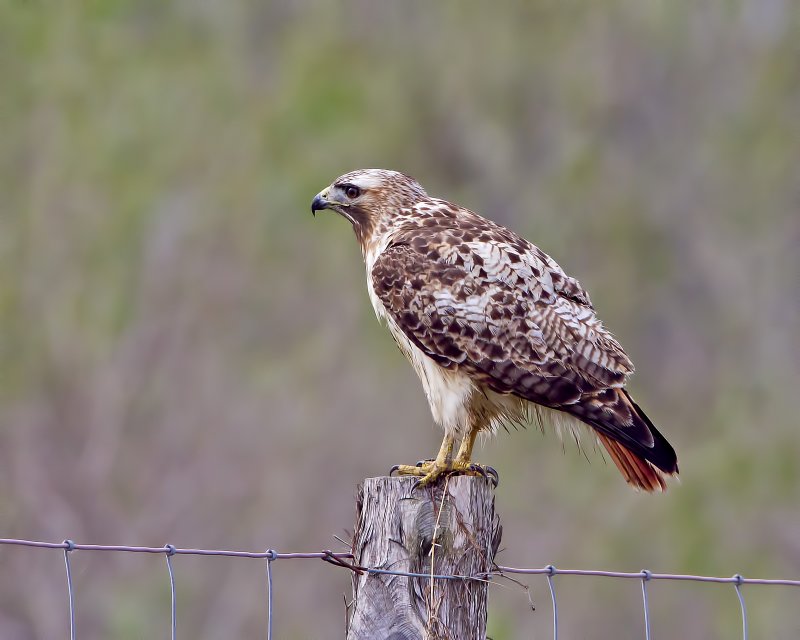 Red-Tailed_Hawk-120201-094045-70.jpg