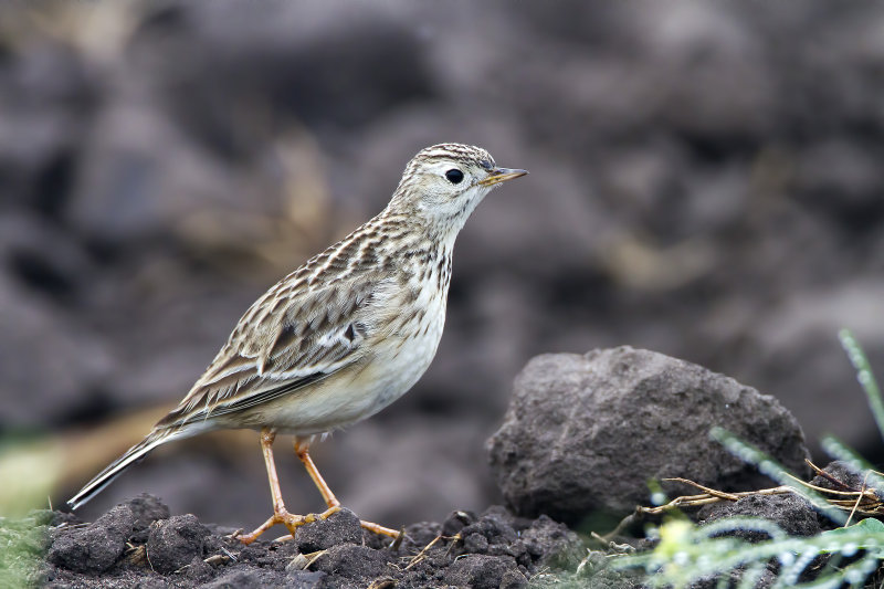 Spragues_Pipit-120201-084927-00.jpg