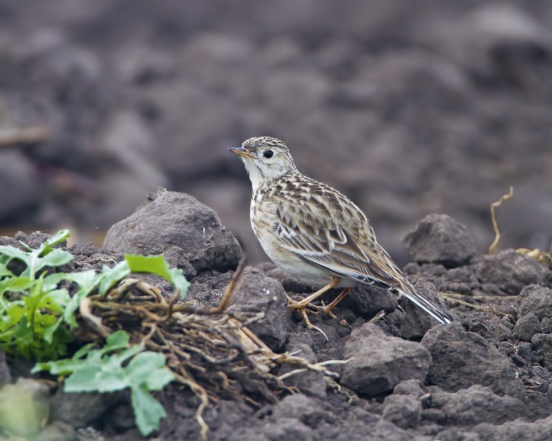 Spragues_Pipit-120201-084607-90.jpg