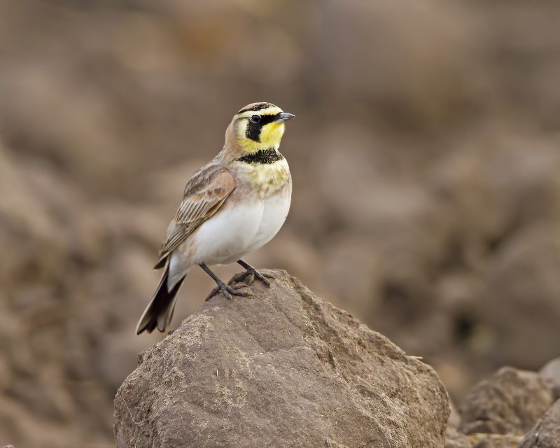 Horned_Lark-120201-080140-11.jpg