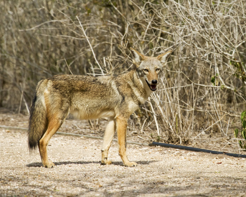 mammals