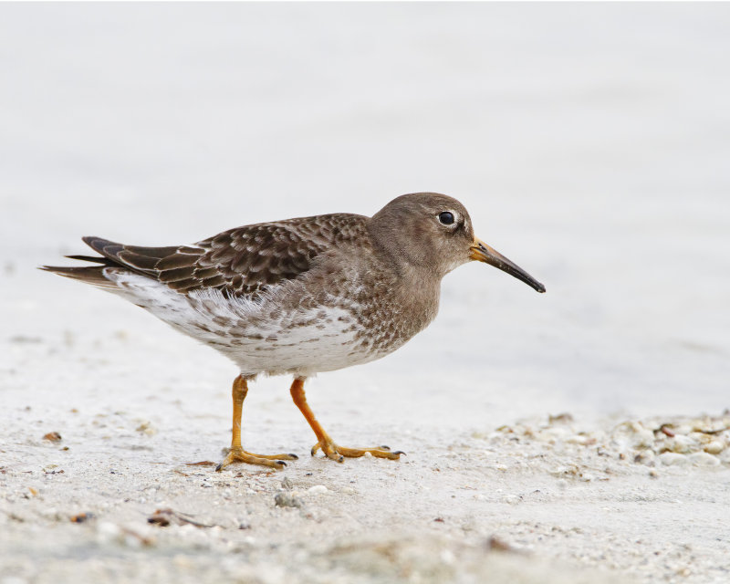 Purple_Sandpiper-120201-101828-05.jpg