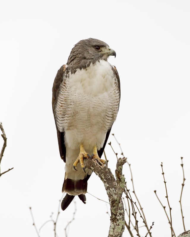 White-Tailed_Hawk-120130-075930-49.jpg