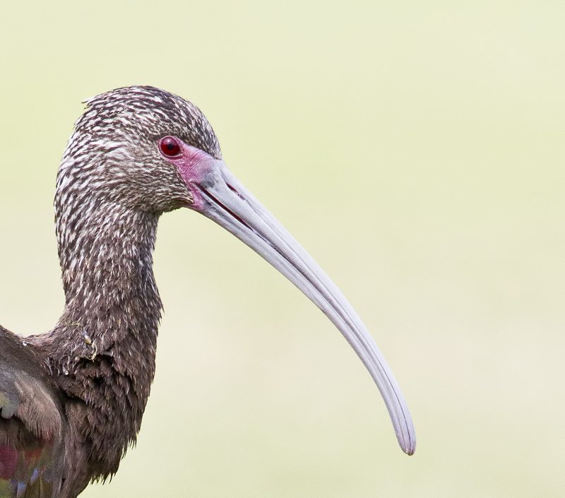 White-Faced_Ibis-20120211-131349-00.jpg