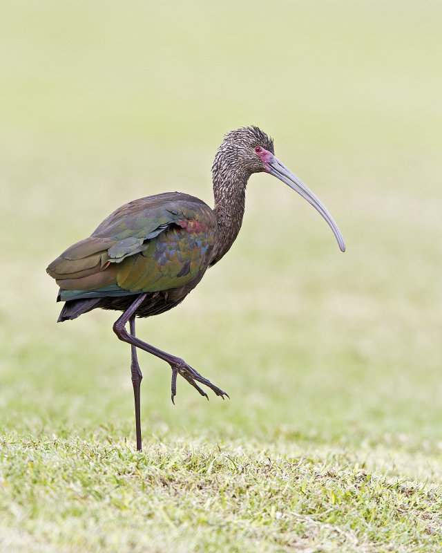 White-Faced_Ibis-20120211-131312-82.jpg