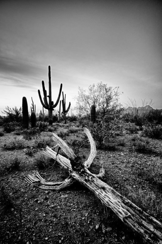 Sonoran desert BW.jpg