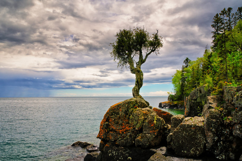 Witches tree