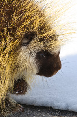 Porcupine