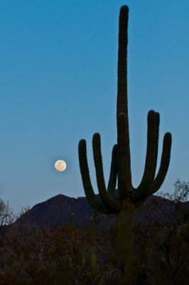 Saguaro w. moon.jpg