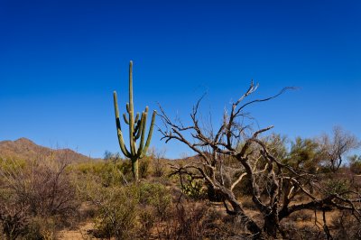 Sonoran desert 3.jpg