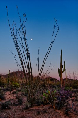 Sonoran desert w. moon 2.jpg