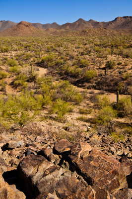 Sonoran desert petroglyphs 1.jpg