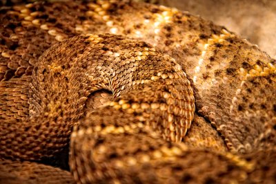 Rattlesnake macro.jpg