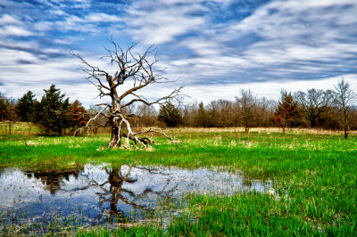 Dead tree  reflection.jpg