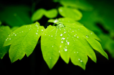 Spring leaf w. drops