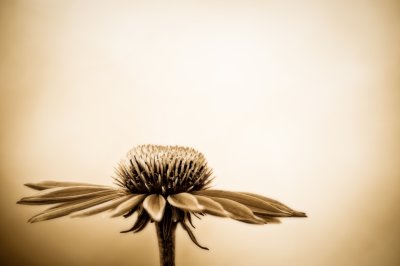 Echinacea, sepia