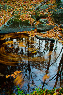 Swirling leaves 3