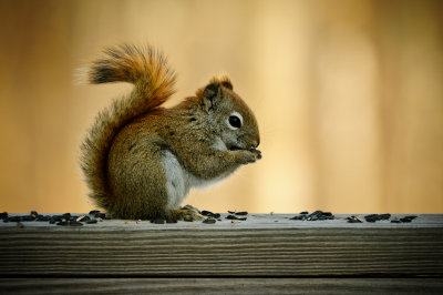 Red Squirrel