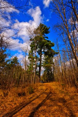 Big, old pine tree