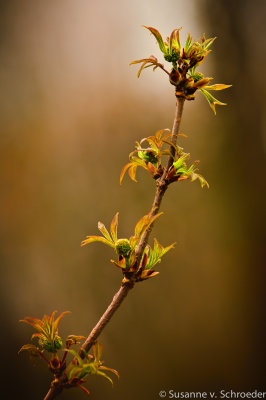 Elderberry branch