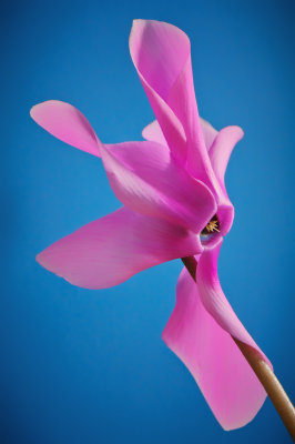 Cyclamen 1