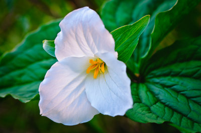 Trillium 1