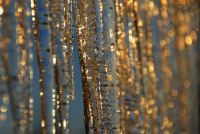 A golden icicle curtain