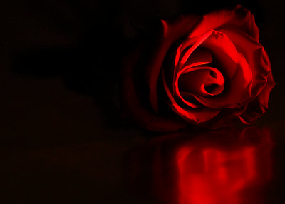 An evening with a red rose