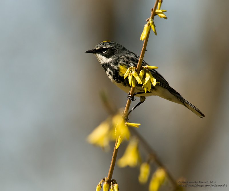 Paruline à croupion jaune