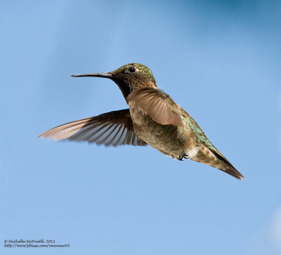 Colibri  gorge rubis