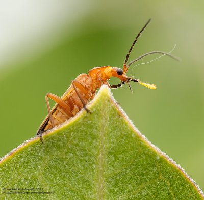 Autres bestioles