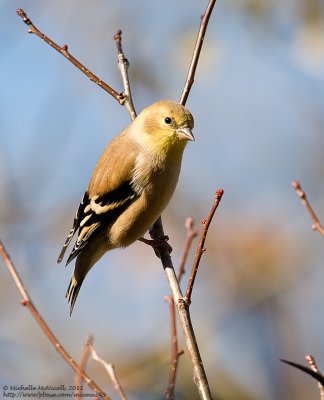 Chardonneret