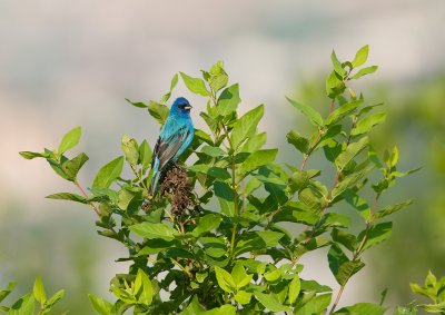 Passerin indigo