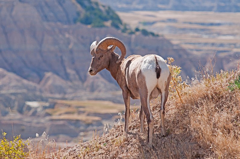 Big Horn Sheep - Badlands National Park