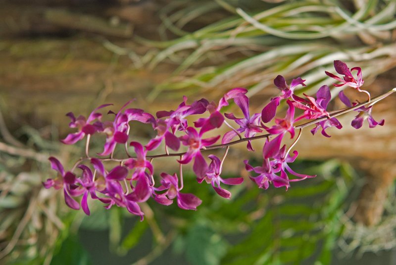 Daniel Stowe Botanical Garden & Orchid Conservancy