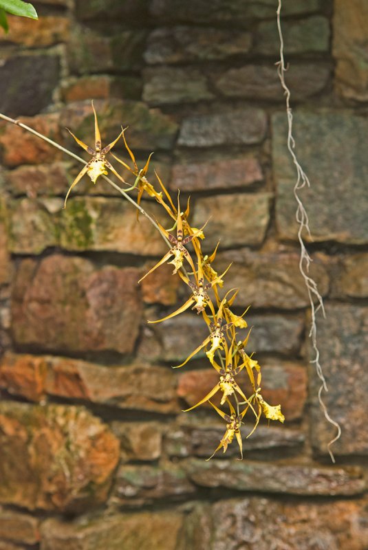 Daniel Stowe Botanical Garden & Orchid Conservancy