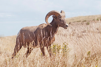 Big Horn Sheep - Badlands National Park