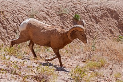 Big Horn Sheep - Badlands National Park