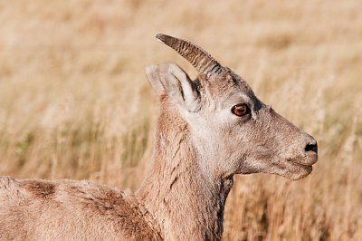 Big Horn Sheep - Badlands National Park