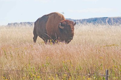 Bison - Badlands National Park