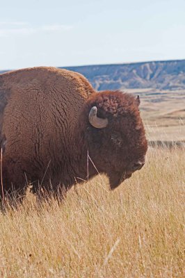 Bison - Badlands National Park