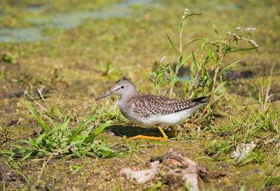 Lesser Yellow Legs
