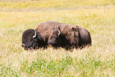 Bison - Yellowstone NP