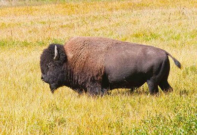 Bison - Yellowstone NP