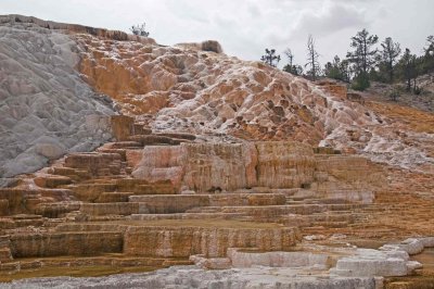 Mammoth Hot Springs - Yellowstone NP