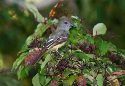 FLYCATCHER, GREAT CREASTED