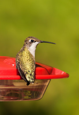 Ruby - Throated Hummingbird